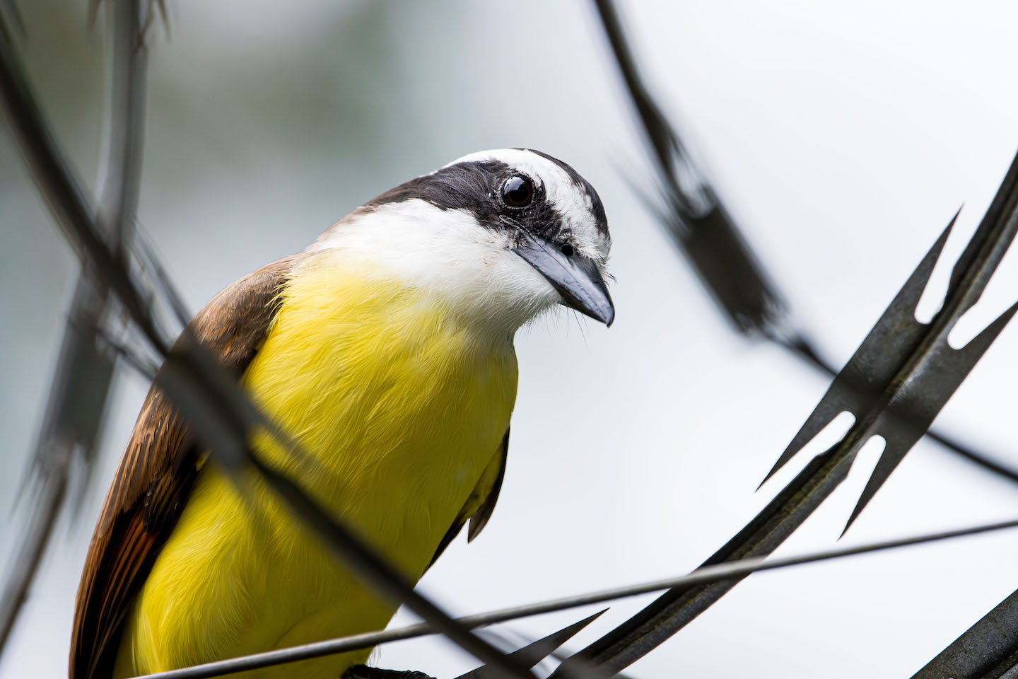 Golden-bellied Flycatcher