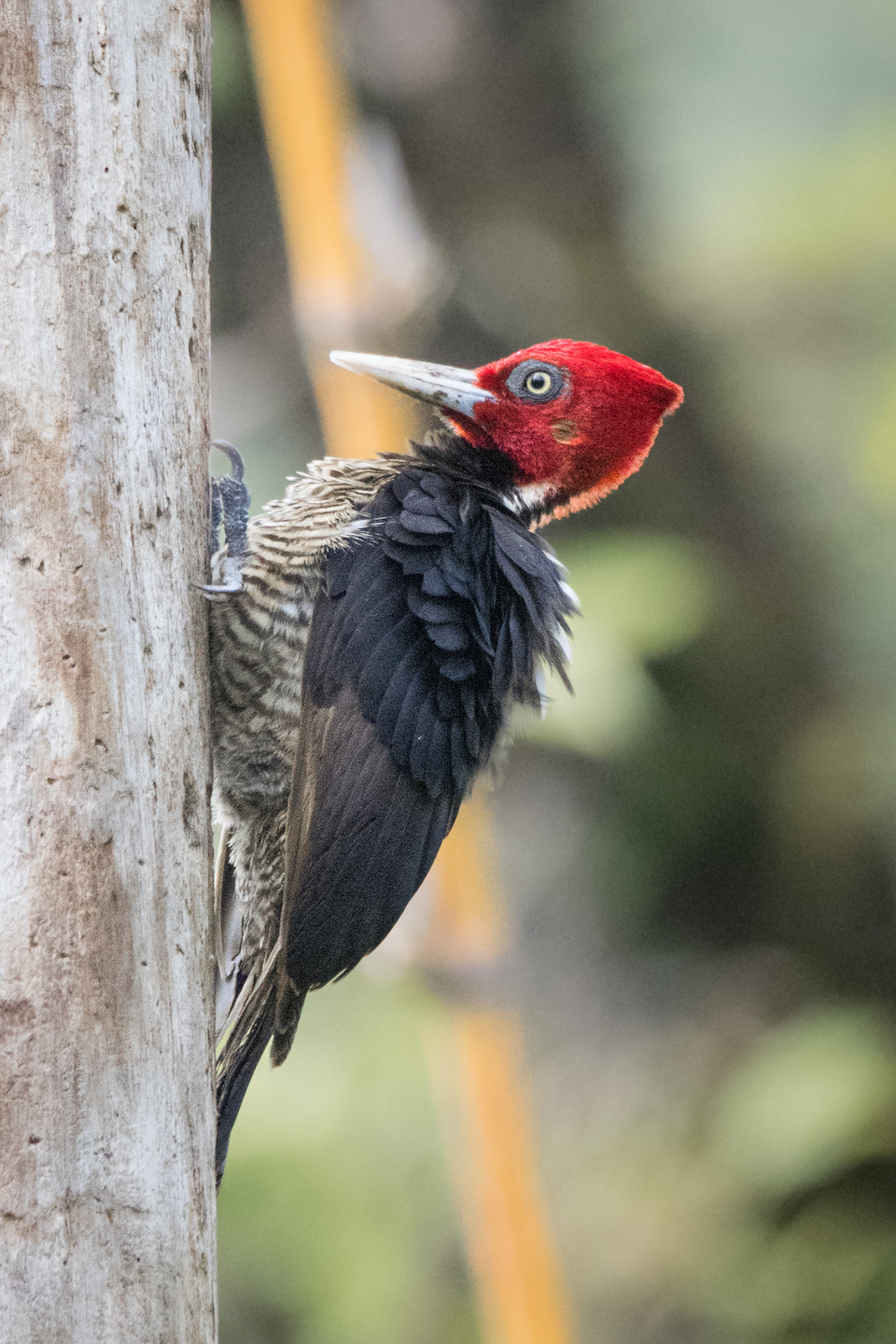 Pale-billed woodpecker