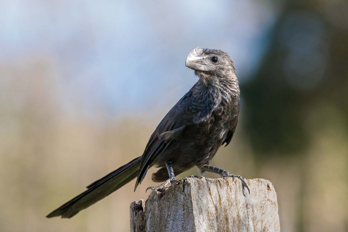 Smooth-Billed Ani