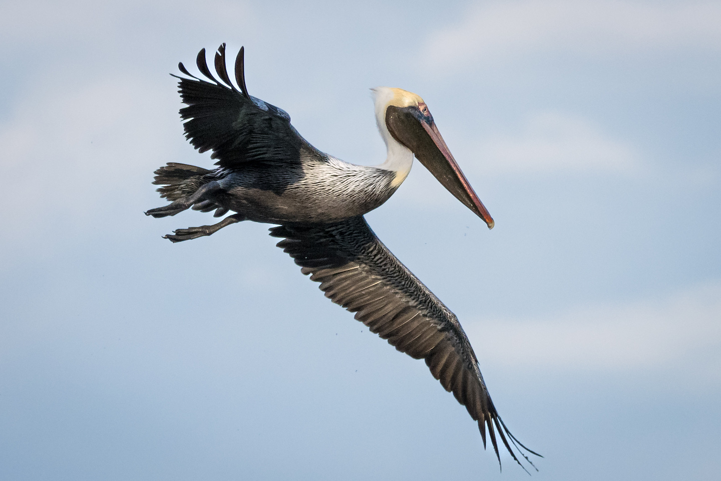 Brown Pelican