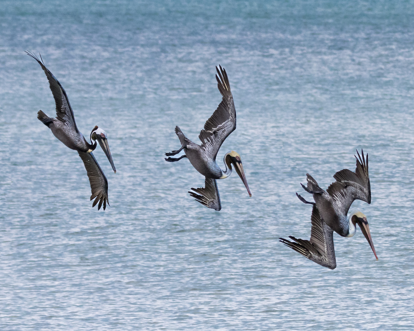 Brown Pelicans