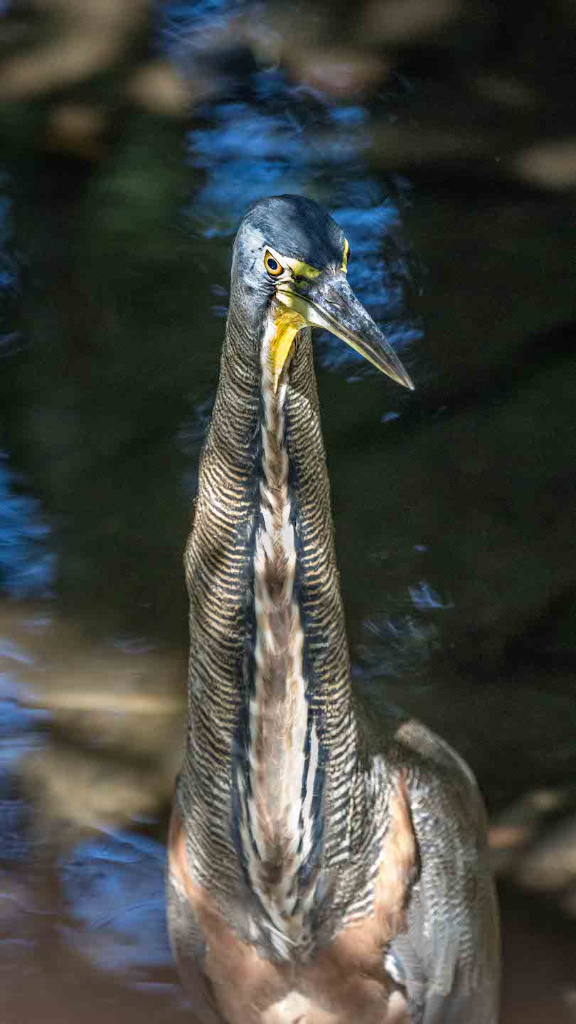 Bare-throated Tiger Heron