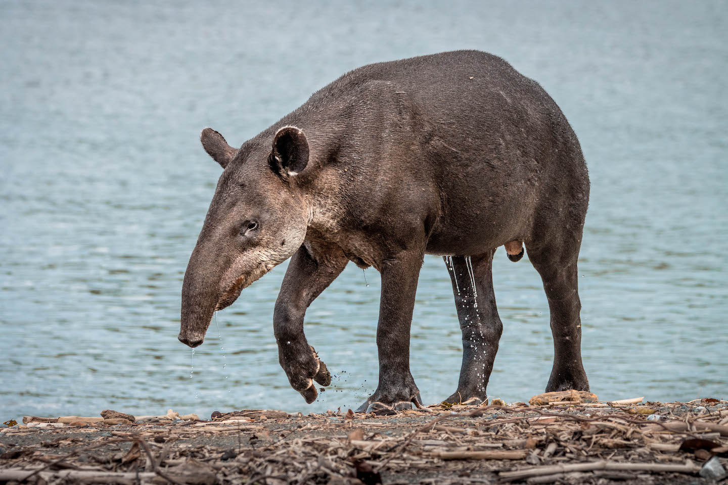 Baird’s tapir