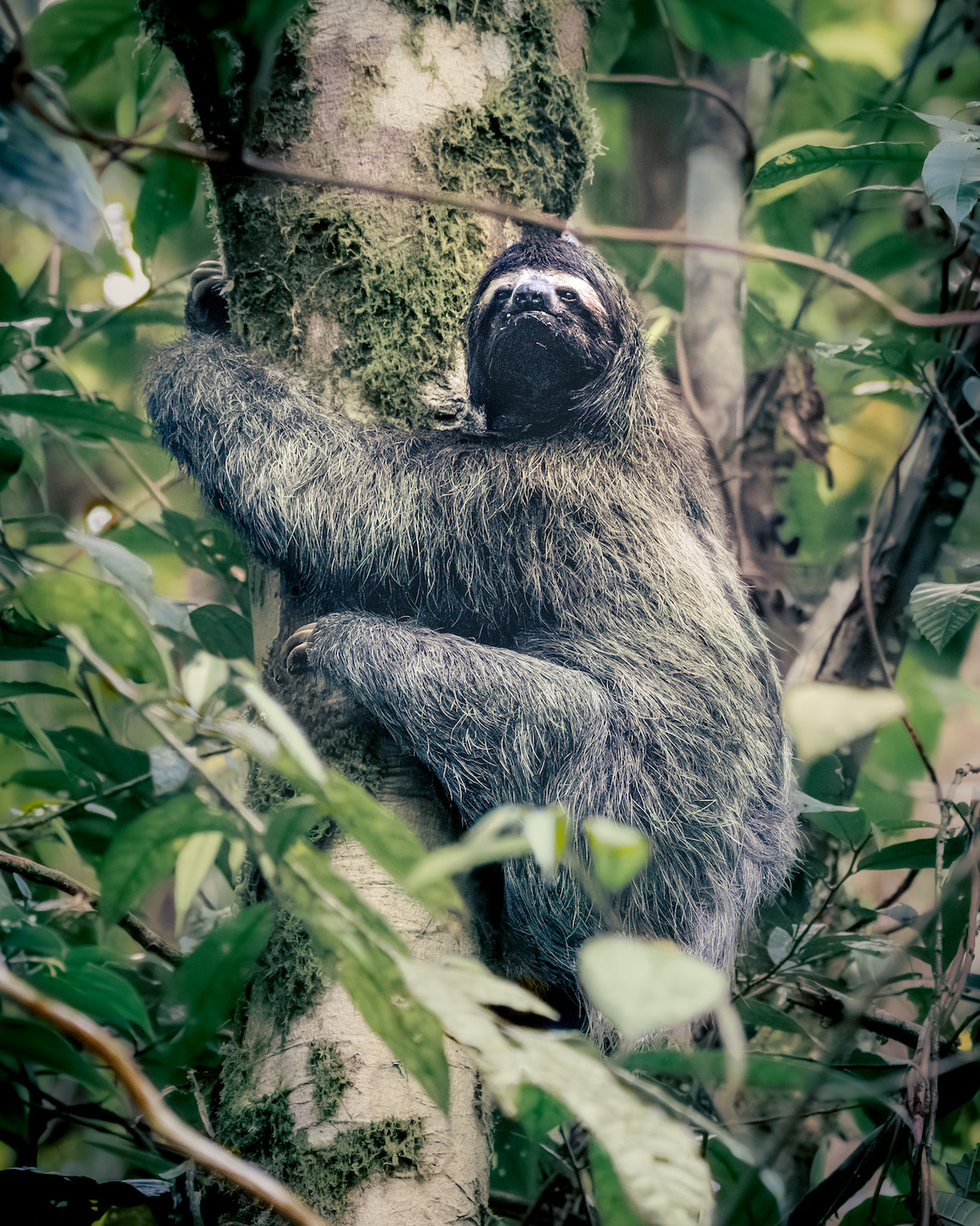 Brown three-toed Sloth