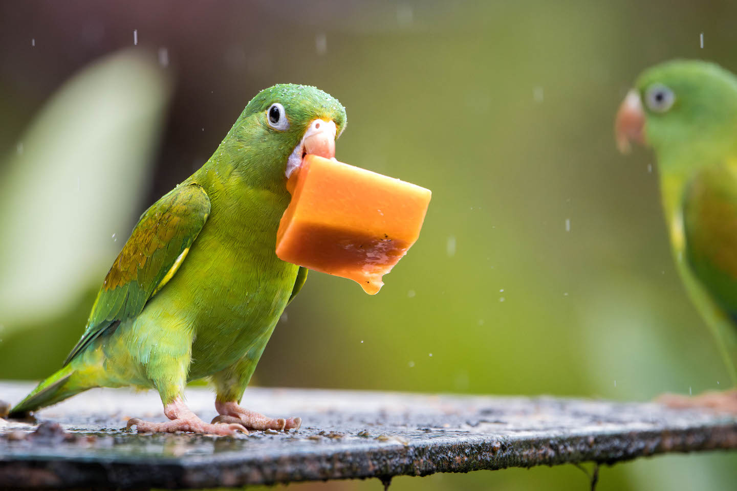 Orange-chinned Parakeet