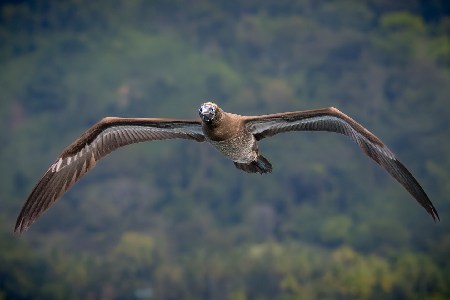 Brown Boobie