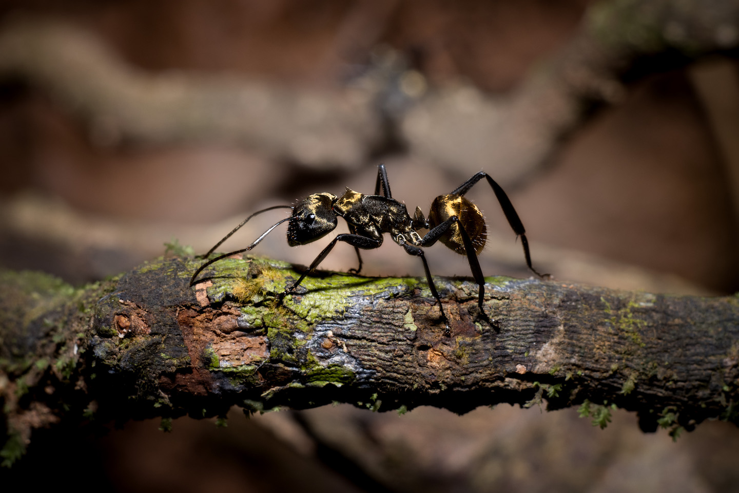 Golden Carpenter Ant