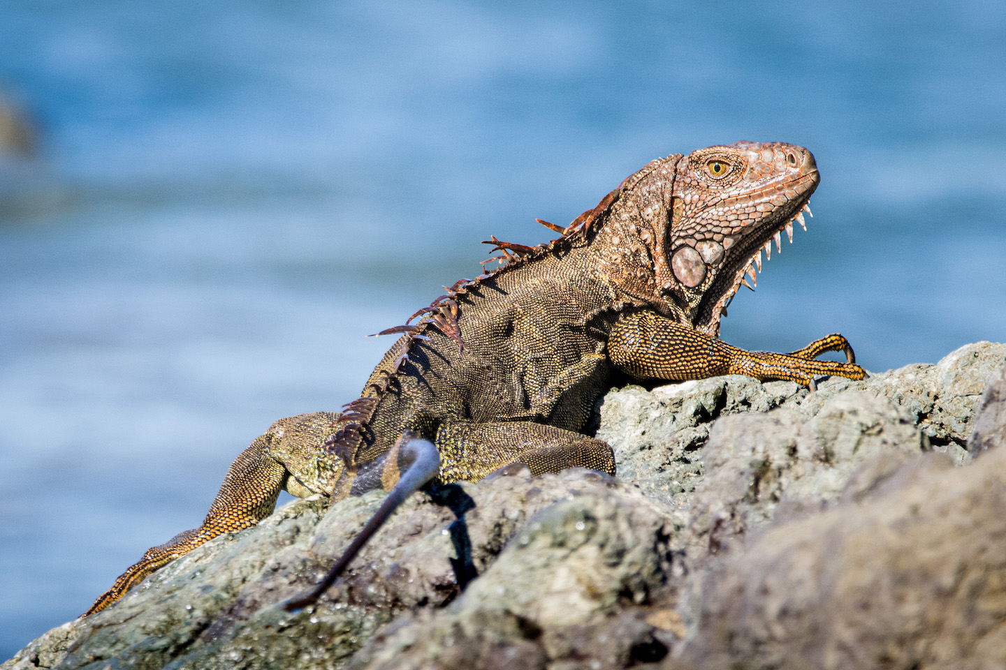 Green Iguana