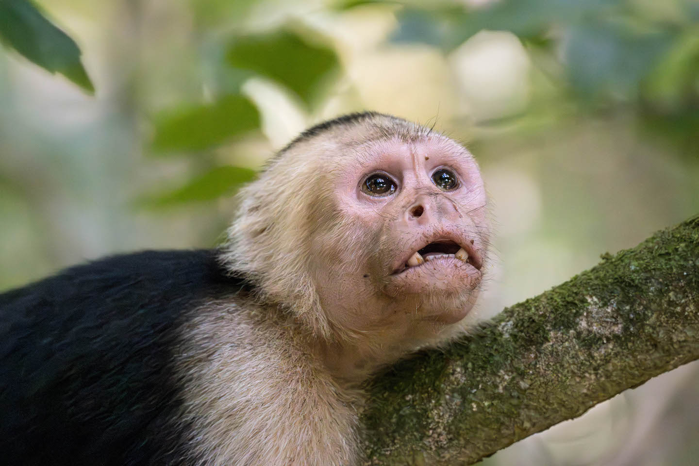 White-faced Capucin