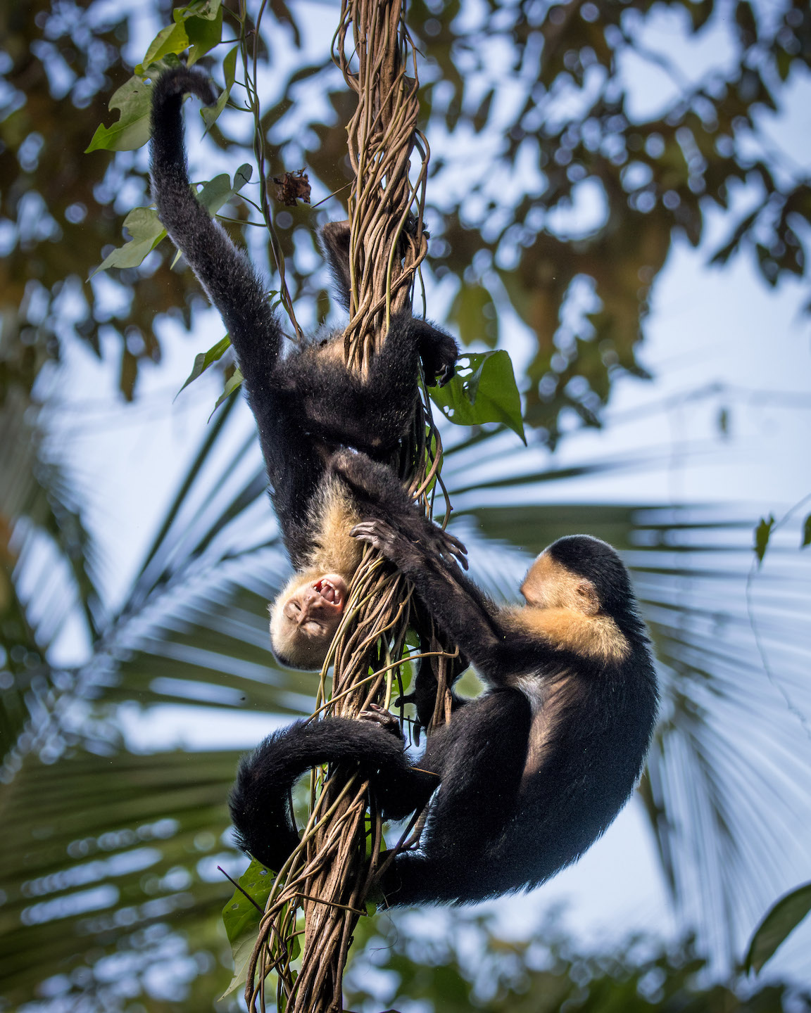 White-faced Capucins