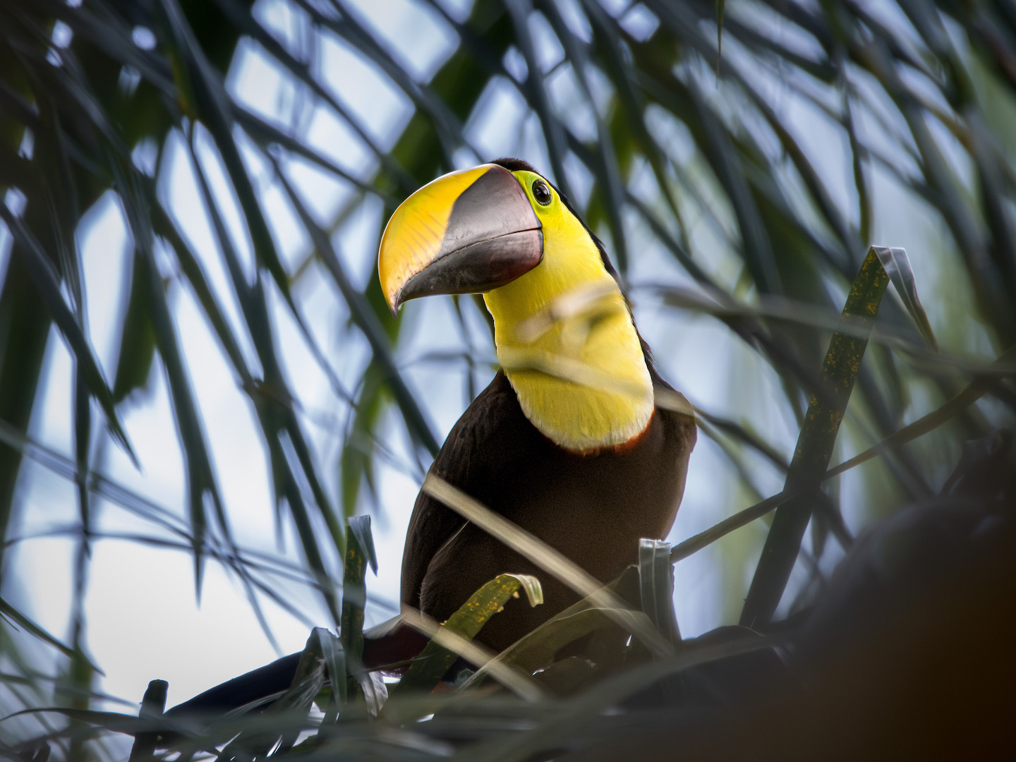 Chestnut-Mandibled Toucan