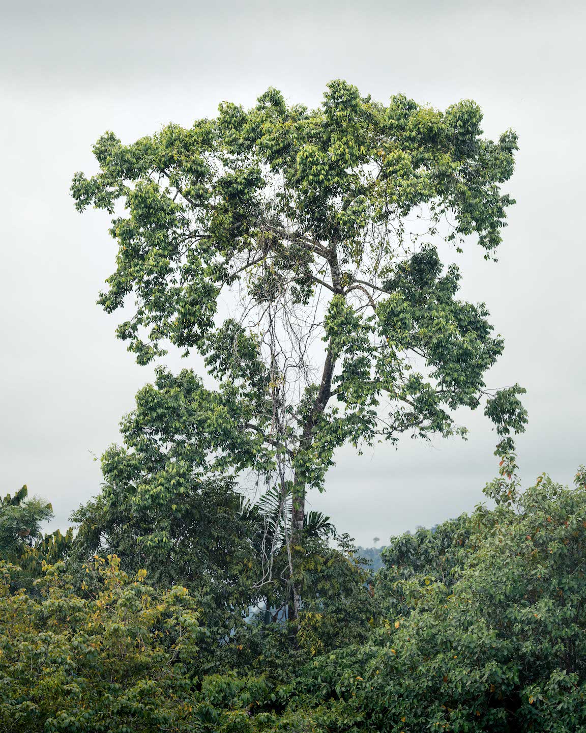 Big tree standing above the rainforest capopy