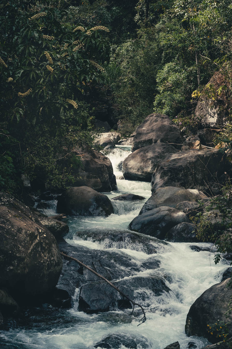 Mountain stream near Providencia, Costa Rica