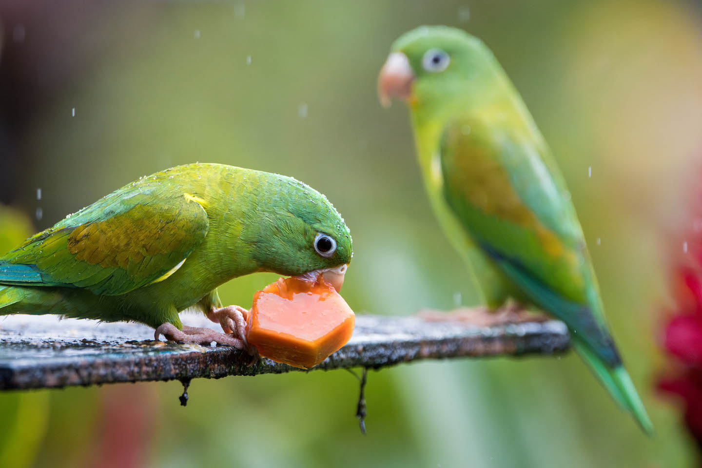 Orange-chinned Parakeet