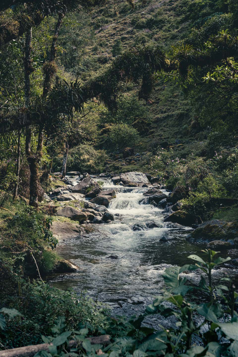 Mountain stream near Providencia, Costa Rica