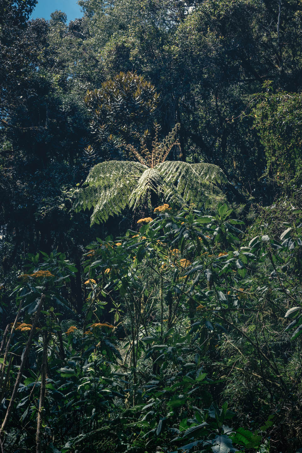 Tall fern at Parque Nacional Los Quetzales