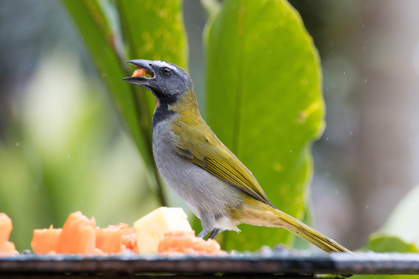 Buff-throated saltators