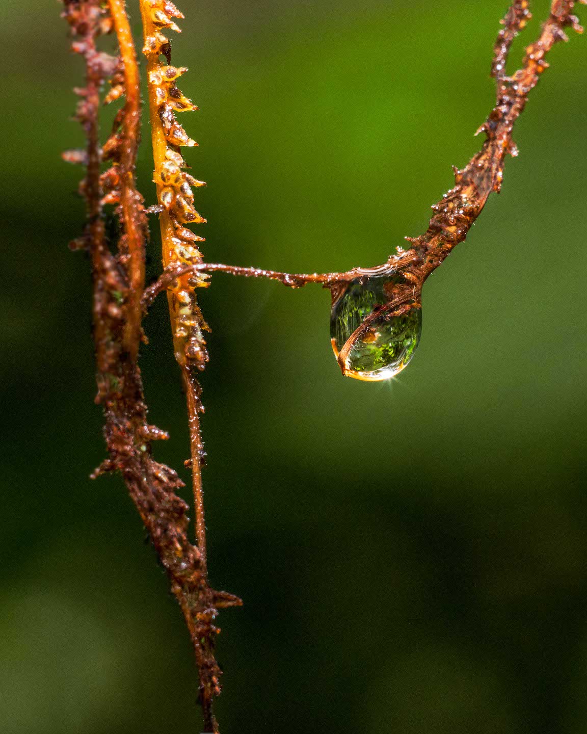 Water droplet