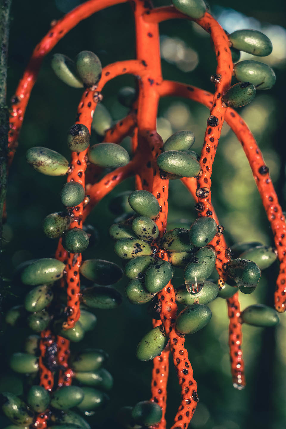 Pacaya palm fruit