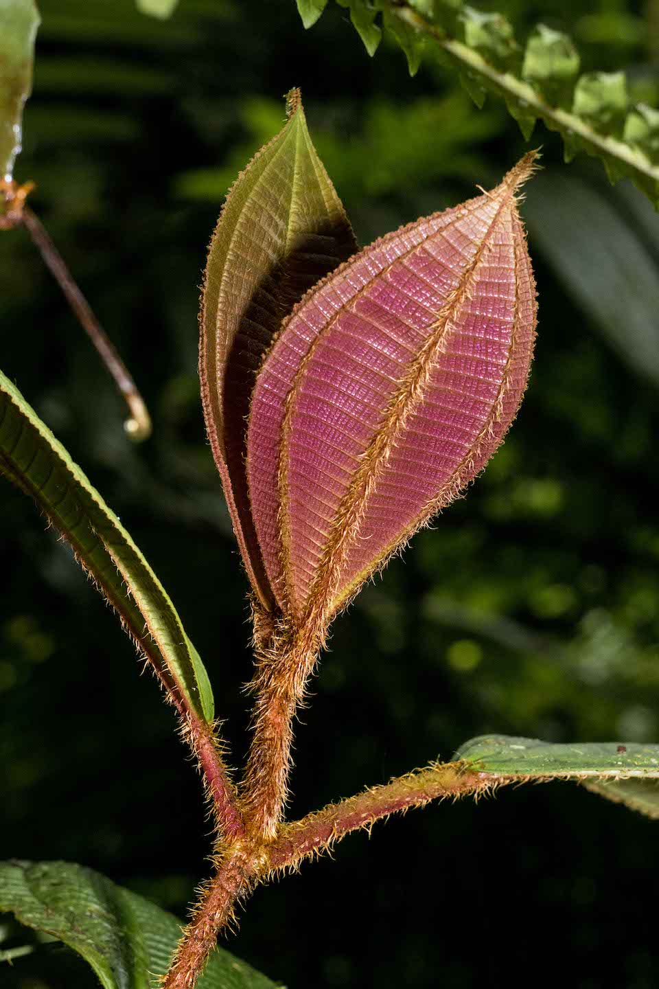 Miconia paleacea