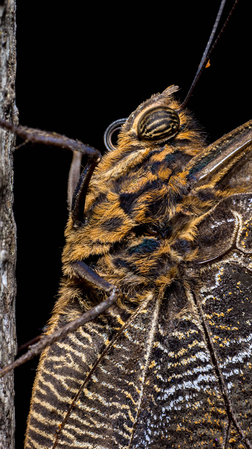 Owl Butterfly