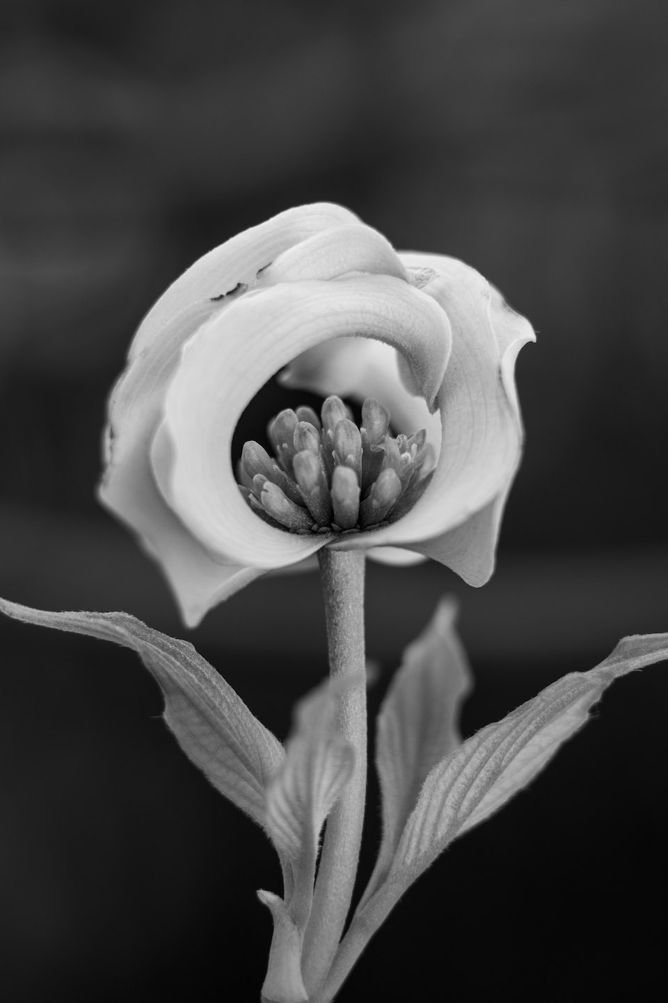 Cornus disciflora