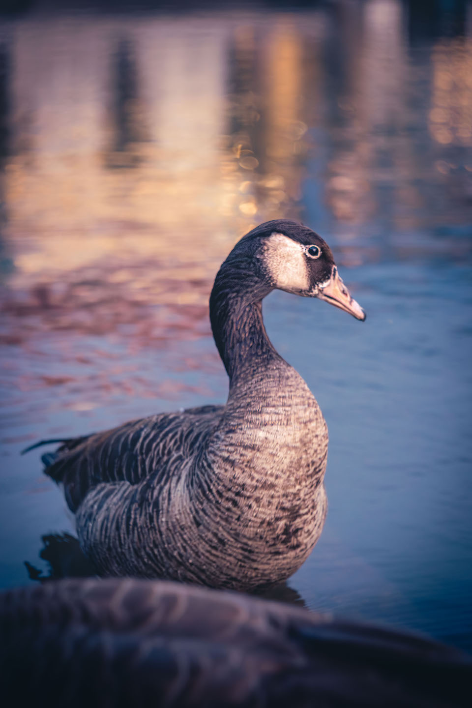 Canada-Greylag hybrid goose