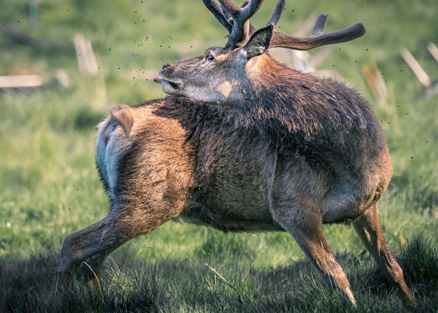 Red deer licking flies