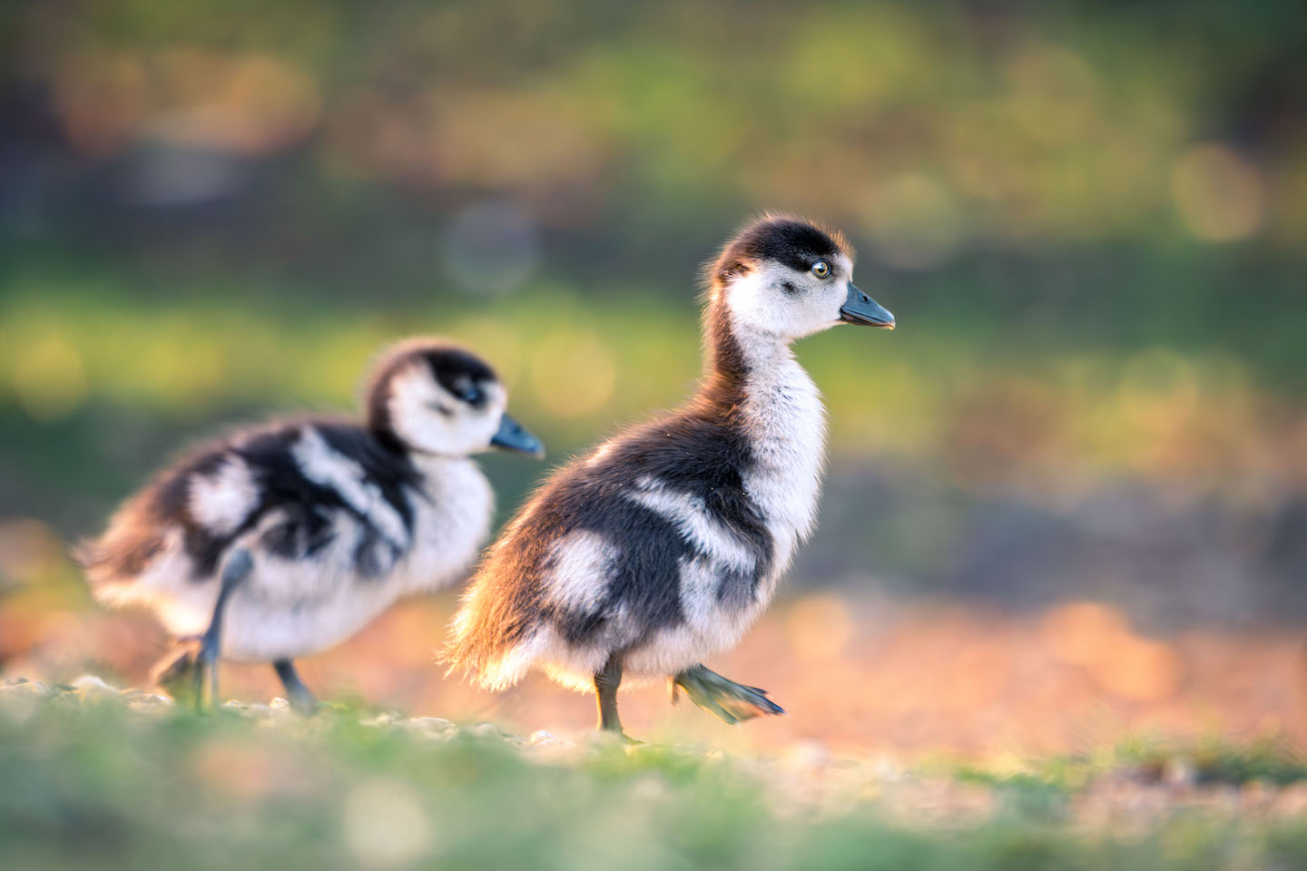 Egyptian goose goslings