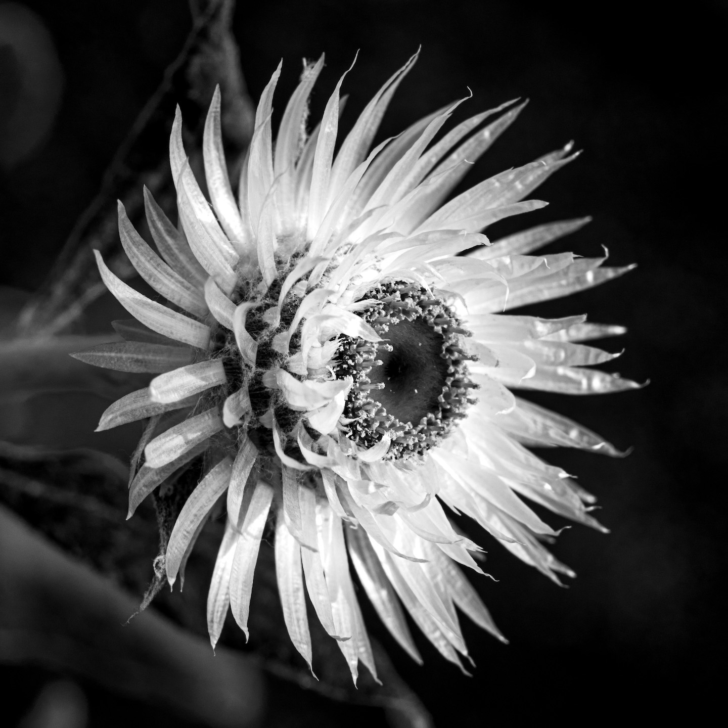 Rhodanthe floribunda