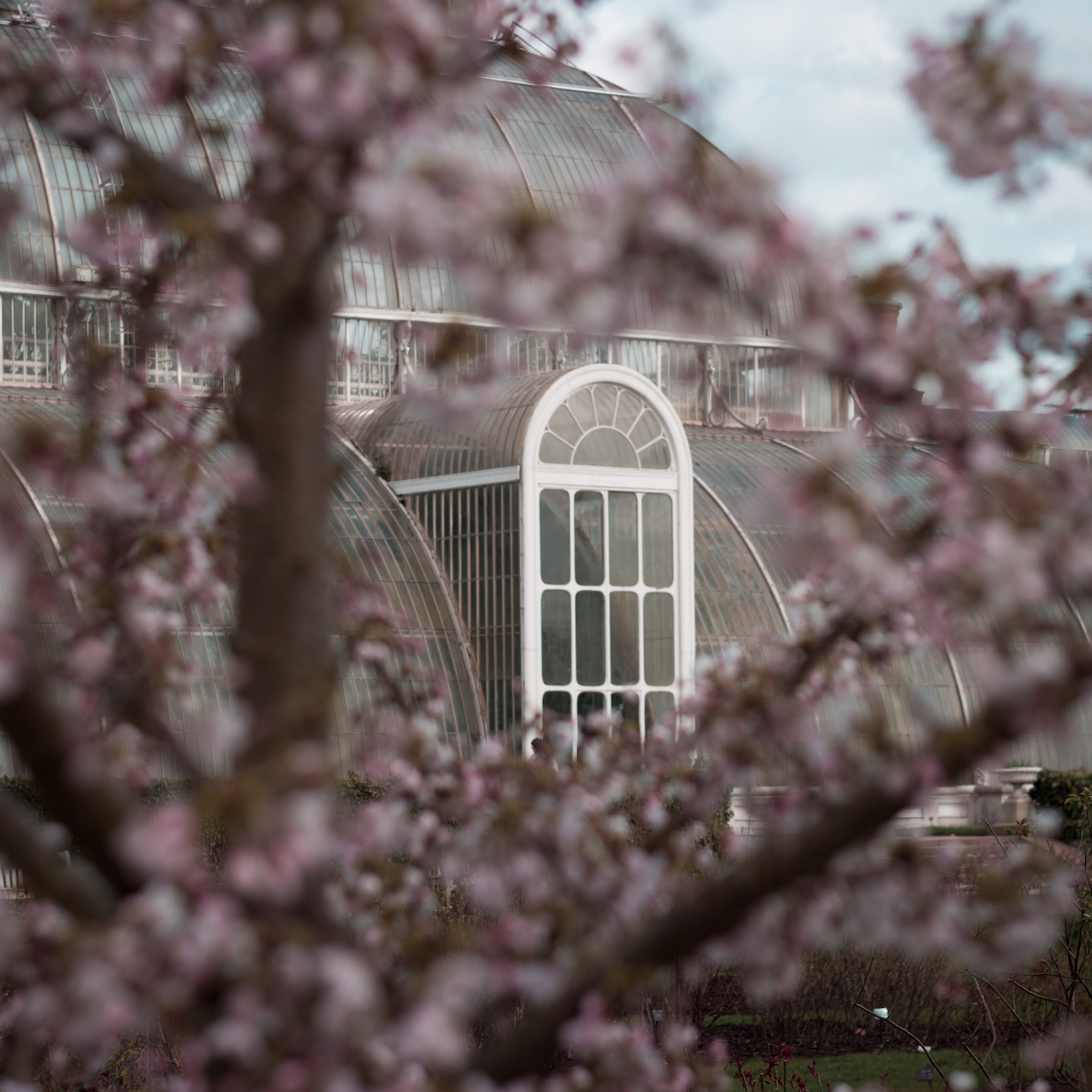 Palm House through the blossoms