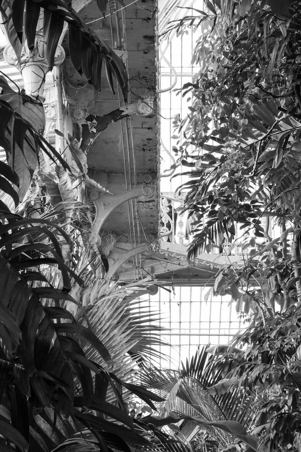 Light and shadow in the Palm House