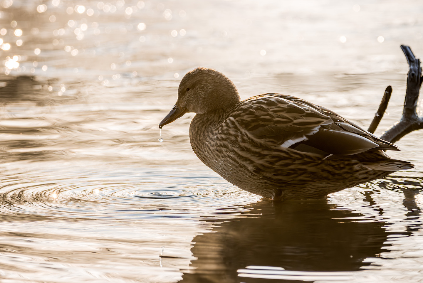 Female mallard at sunrise