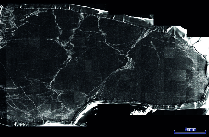 SEM-SE overlay