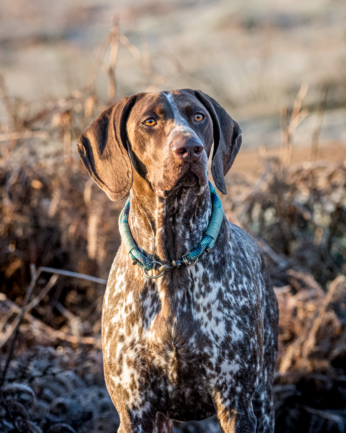 Handsome German Shorthaired Pointer