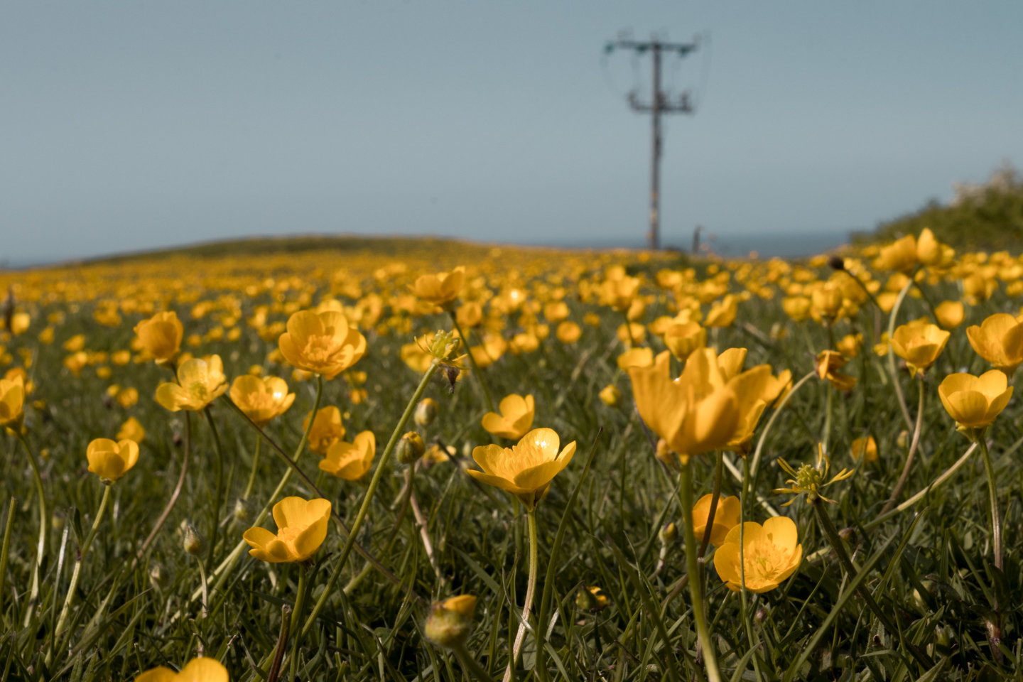 Field of buttercups
