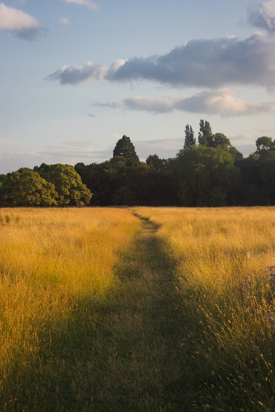 Golden fields of Petersham Meadow