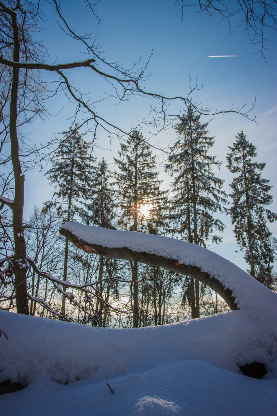 Snowy Walk in the Taunus